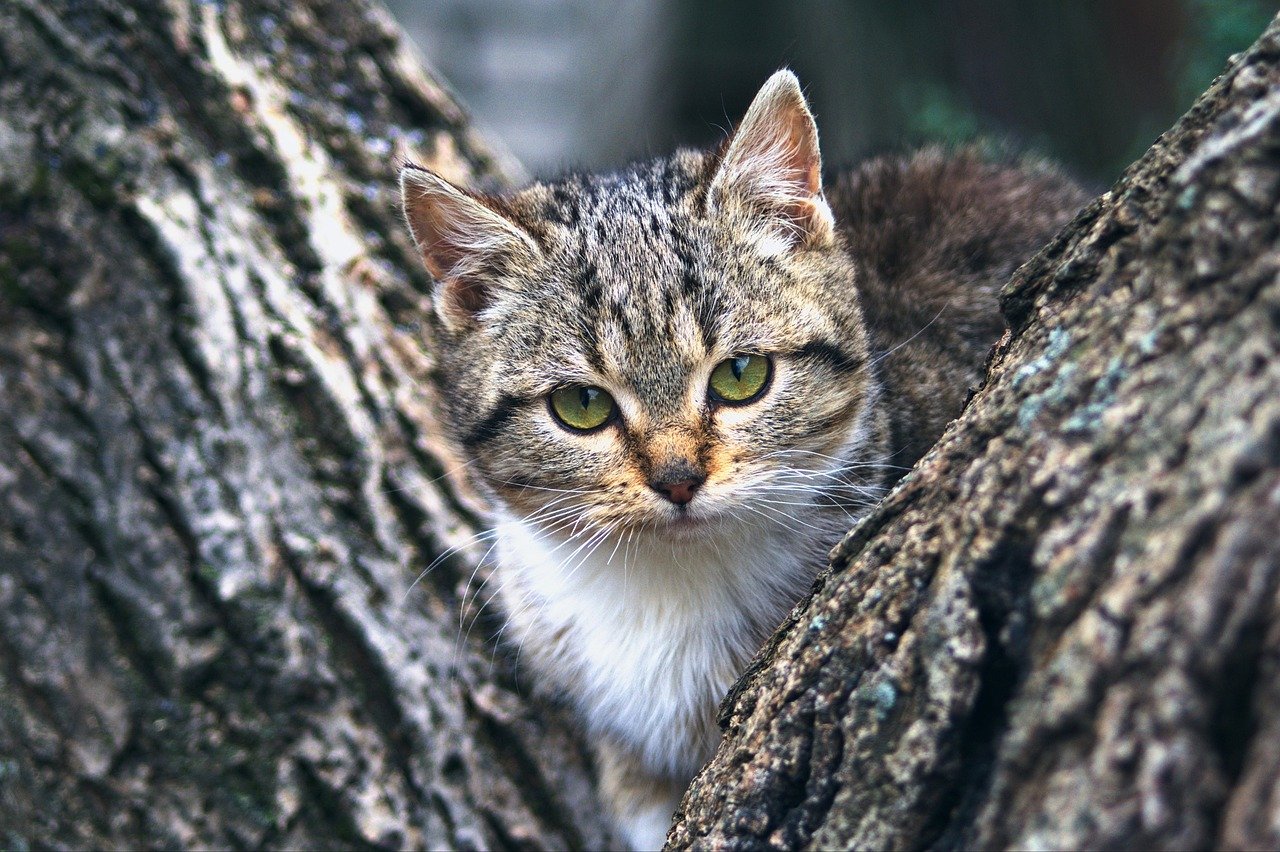 The Importance of Hydration for Older Pets